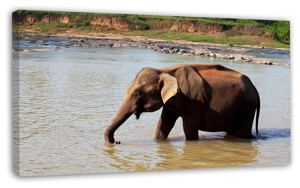 Elephant in Water in Sri Lanka, Extra Large African Canvas Art Print, 32"x16"