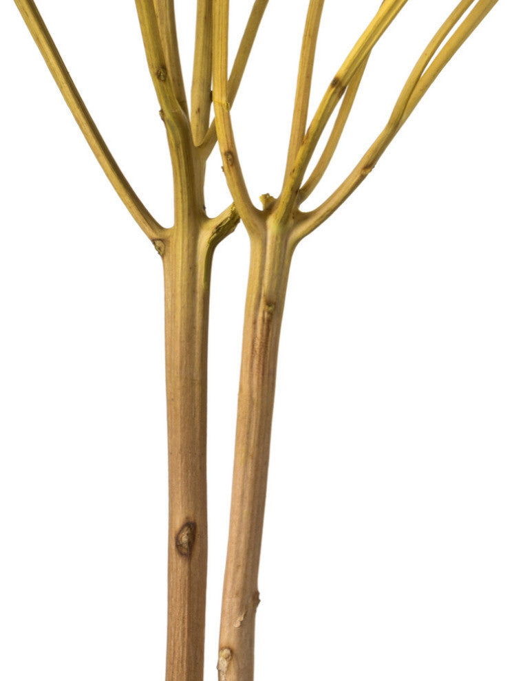 Natural Botanicals 15? Hydrangea With Multiple Branch Segments, Yellow, 15-18?