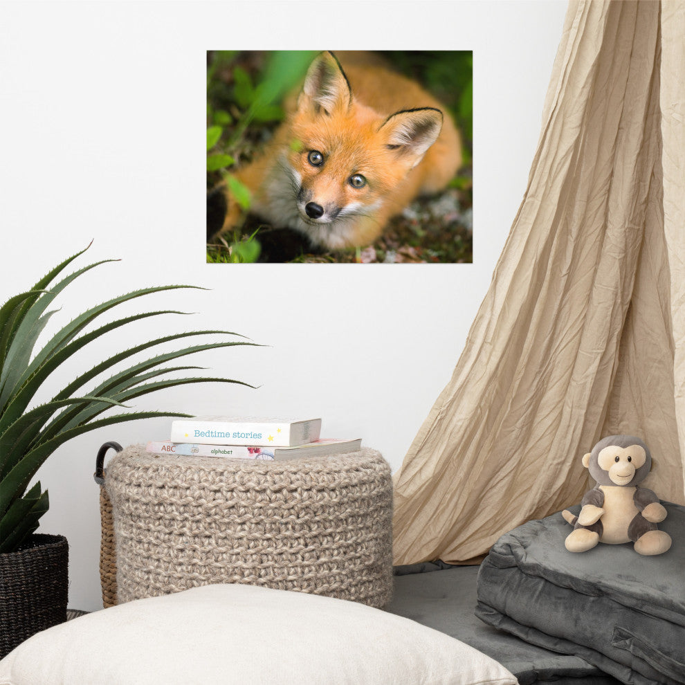 Young Red Fox Face Animal Wildlife Nature Photograph Loose Wall Art Print, 16" X 20"