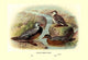 Chilean Torrent Ducks- Fine Art Giclee Print 24" x 36"