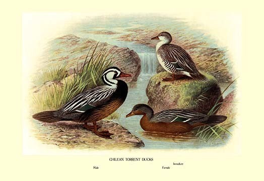 Chilean Torrent Ducks- Fine Art Giclee Print 24" x 36"