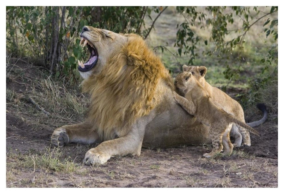 "Lion cubs playing, vulnerable, Masai Mara National Reserve" Paper Art, 20"x14"