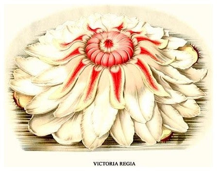 Lotus Flower - Water Lily- Fine Art Giclee Print 24" x 36"
