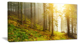 "Sun Finds its Way in Forest" Landscape Photo Canvas Print