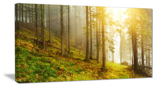 "Sun Finds its Way in Forest" Landscape Photo Canvas Print