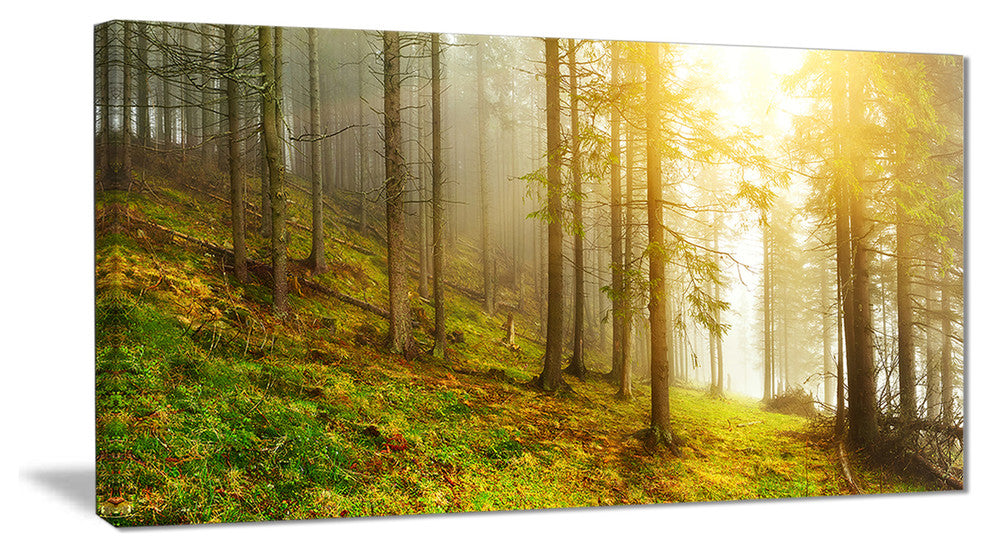 "Sun Finds its Way in Forest" Landscape Photo Canvas Print