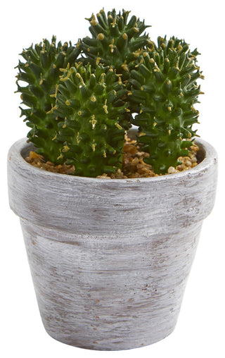 Full white-background shot of the first single-piece cactus in its pot.