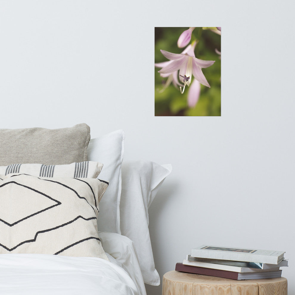 Softened Hosta Bloom Nature Photography, Floral Unframed Wall Art Print, 12" X 16"