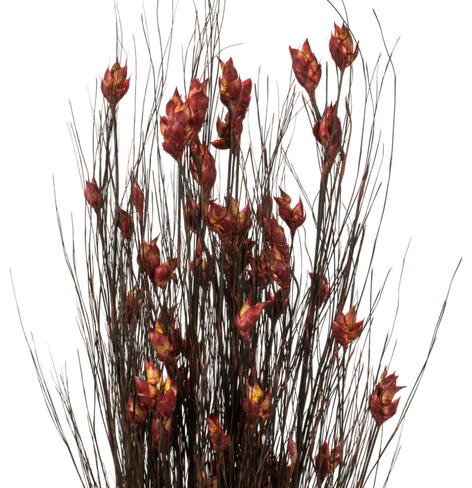 Vickerman 36"-40" Bell Grass with Seed Pods, Preserved