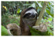 "Brown-throated 3-toed Sloth male, Aviarios Sloth Sanctuary" Paper Art, 50"x34"