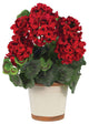 Geranium Silk Plant