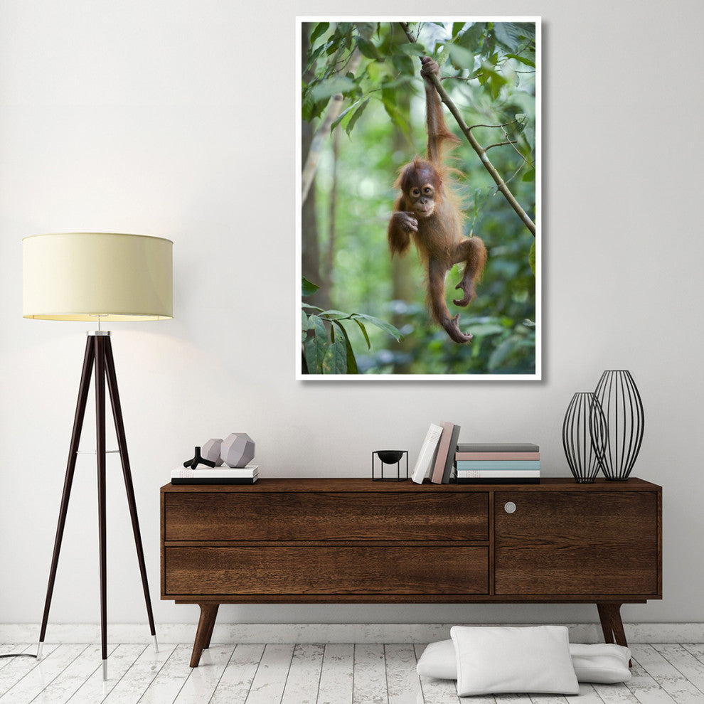 "Sumatran Orangutan baby dangling, north Sumatra" Paper Art, 42"x62"