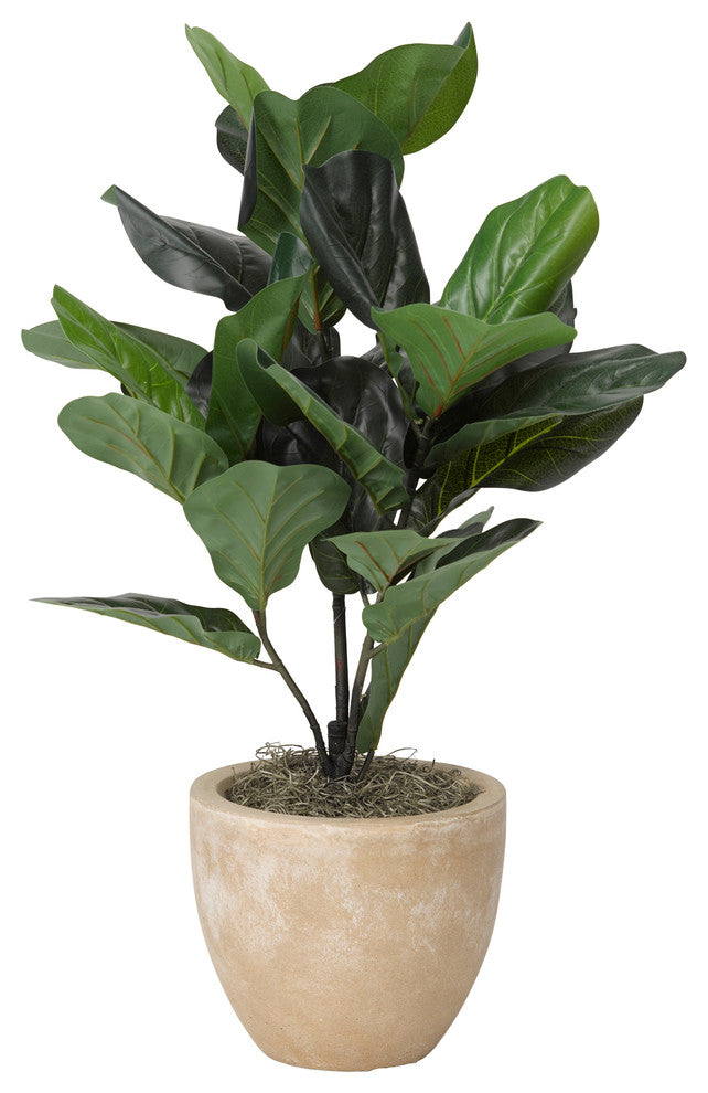 Full plant on white background; full product visible with no cropping (alternate_white_full).