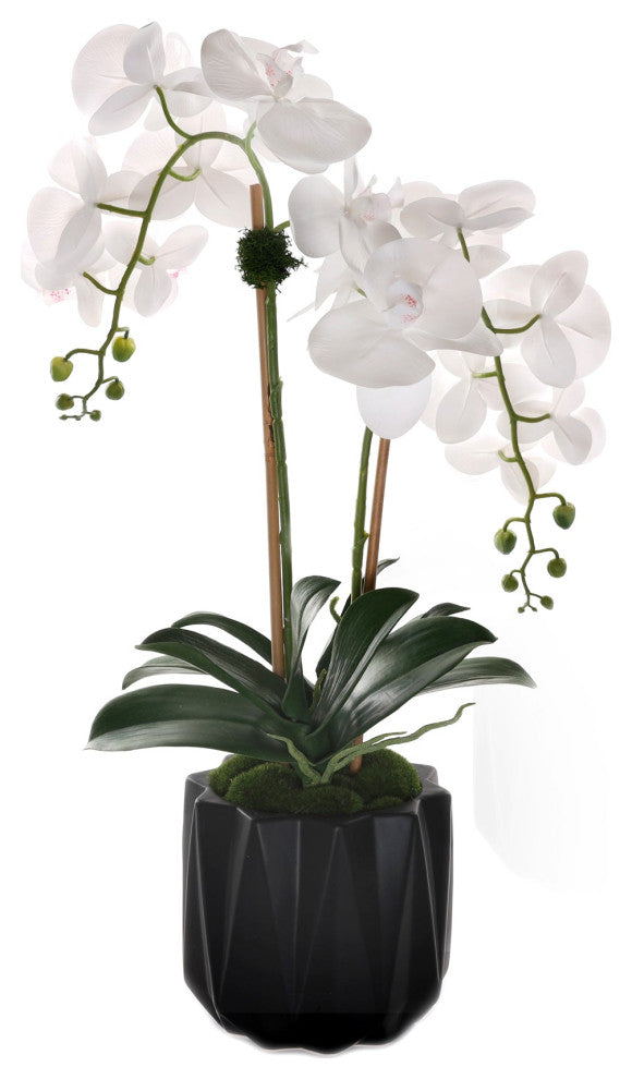 Real Touch Phalaenopsis Orchids in Black Dimensional Pot