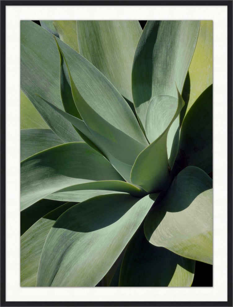 Bold Agave 1, Giclee Reproduction Artwork