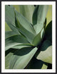 Bold Agave 1, Giclee Reproduction Artwork
