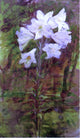 Ellen Day Hale Lilies, Gallery Wrapped Canvas Print, 18"x27"
