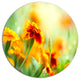 Orange Tagetes Marigold Flowers, Floral Round Metal Wall Art, 11"