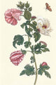 Roselle with Fall Webworm- Fine Art Giclee Print 24" x 36"