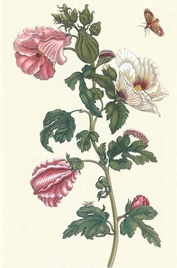 Roselle with Fall Webworm- Fine Art Giclee Print 24" x 36"