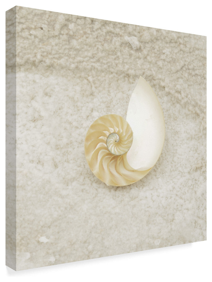 "Gypsy Sea Life Shell Spiral" by Lightboxjournal, Canvas Art