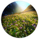 Meadow With Colorful Flowers, Landscape Disc Metal Artwork, 36"