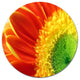 Gerber Daisy Flower Petals, Floral Large Disc Metal Wall Art, 23"