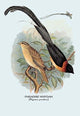 Paradise Whydah - Gallery Wrapped Canvas Art 28" x 42"