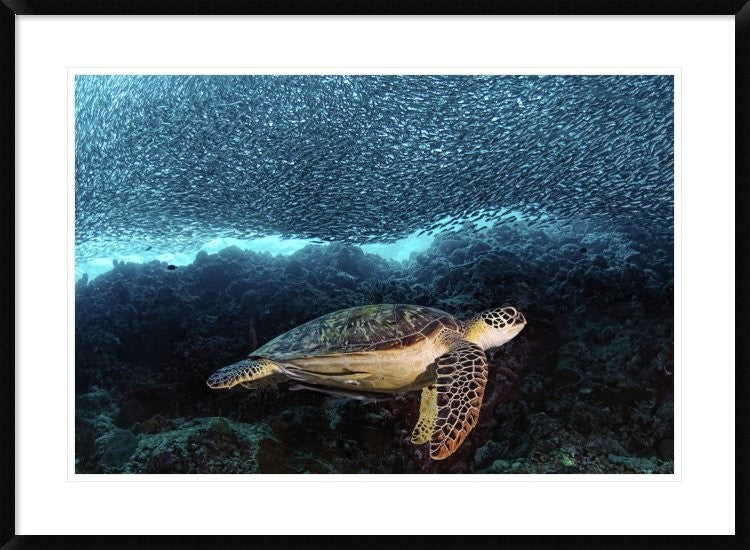 "Turtle And Sardines" Framed Digital Print by Henry Jager, 38"x28"
