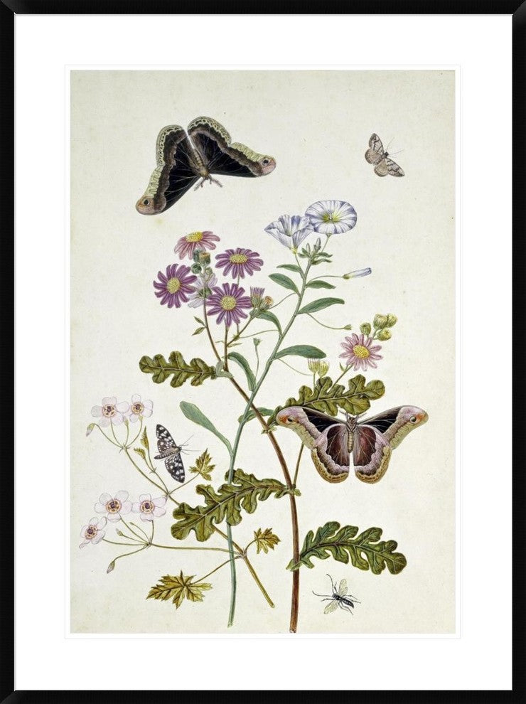 "Convolvulus and Chrysanthemum" Framed Print by Thomas Robins Jr., 28"x38"