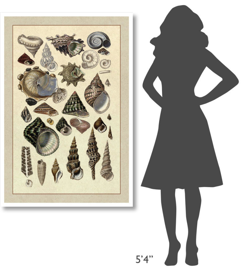 "Shells: Trachelipoda #3" Digital Paper Print by G.B. Sowerby, 34"x50"
