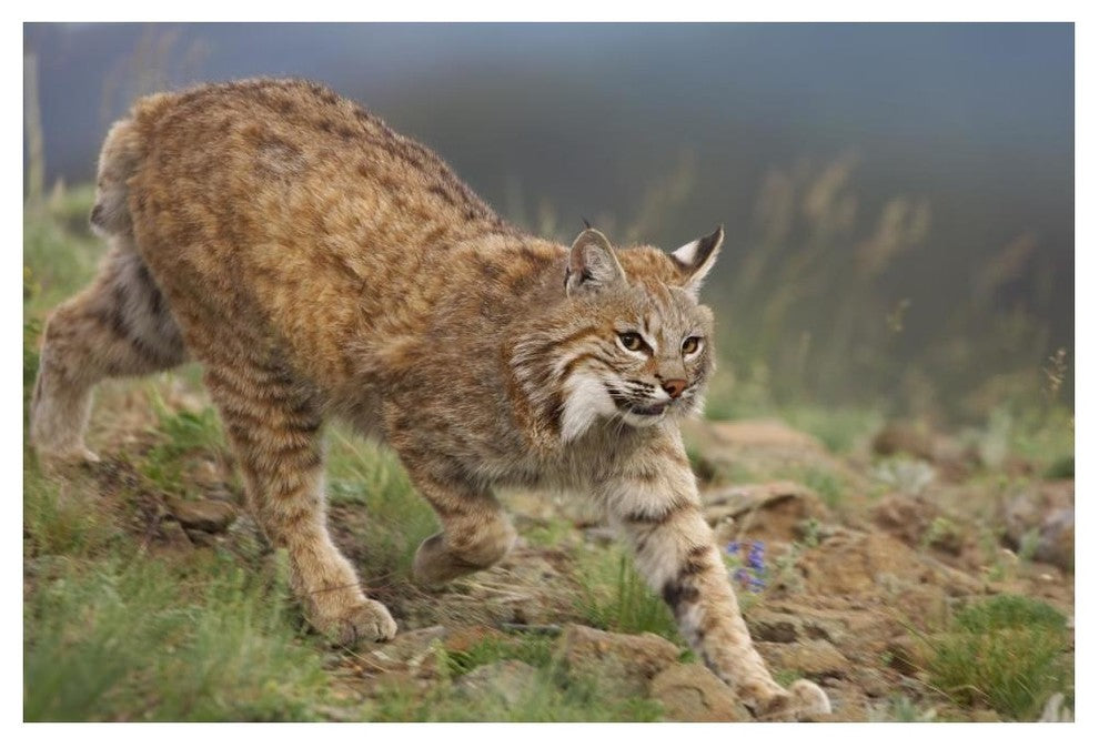 "Bobcat stalking, North America" Digital Paper Print by Tim Fitzharris, 50"x34"