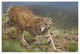 "Bobcat stalking, North America" Digital Paper Print by Tim Fitzharris, 50"x34"