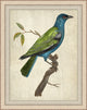 Blue Birds 7, Giclee Reproduction Artwork