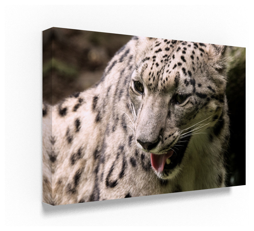 "Snow Leopard" by Robert Michaud, Canvas Art
