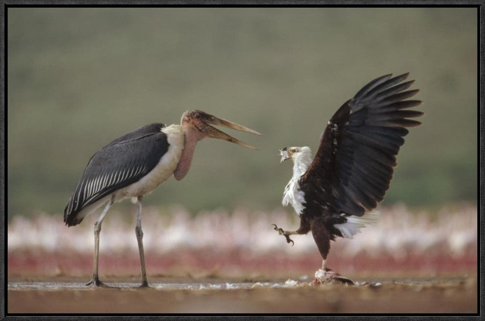 African Fish Eagle Quarreling With Marabou Stork Kenya, 24"x16"