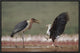 African Fish Eagle Quarreling With Marabou Stork Kenya, 24"x16"