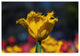 "Yellow Tulip With Soft Colors" by Anthony Paladino, Canvas Art