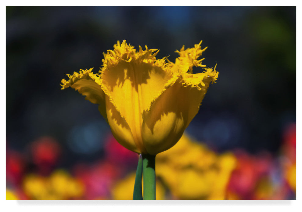 "Yellow Tulip With Soft Colors" by Anthony Paladino, Canvas Art