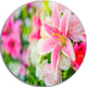 Beautiful Lily Flowers In Bouquet, Floral Round Wall Art, 36"