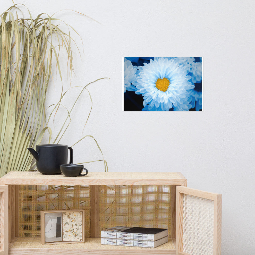 Blue Tinted Chrysanthemums Floral Nature Photo Loose Wall Art Print, 12" X 18"