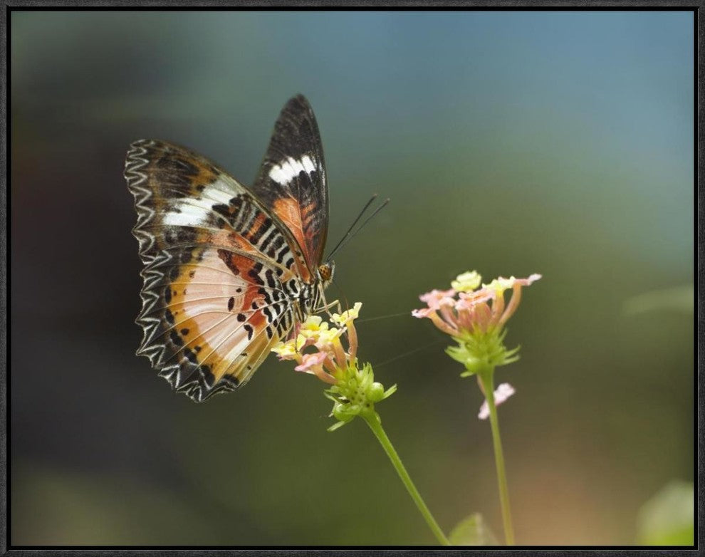 Nymphalid Butterfly Feeding On Flower Nectar, Native To Asia, 24"x18"