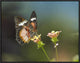 Nymphalid Butterfly Feeding On Flower Nectar, Native To Asia, 24"x18"