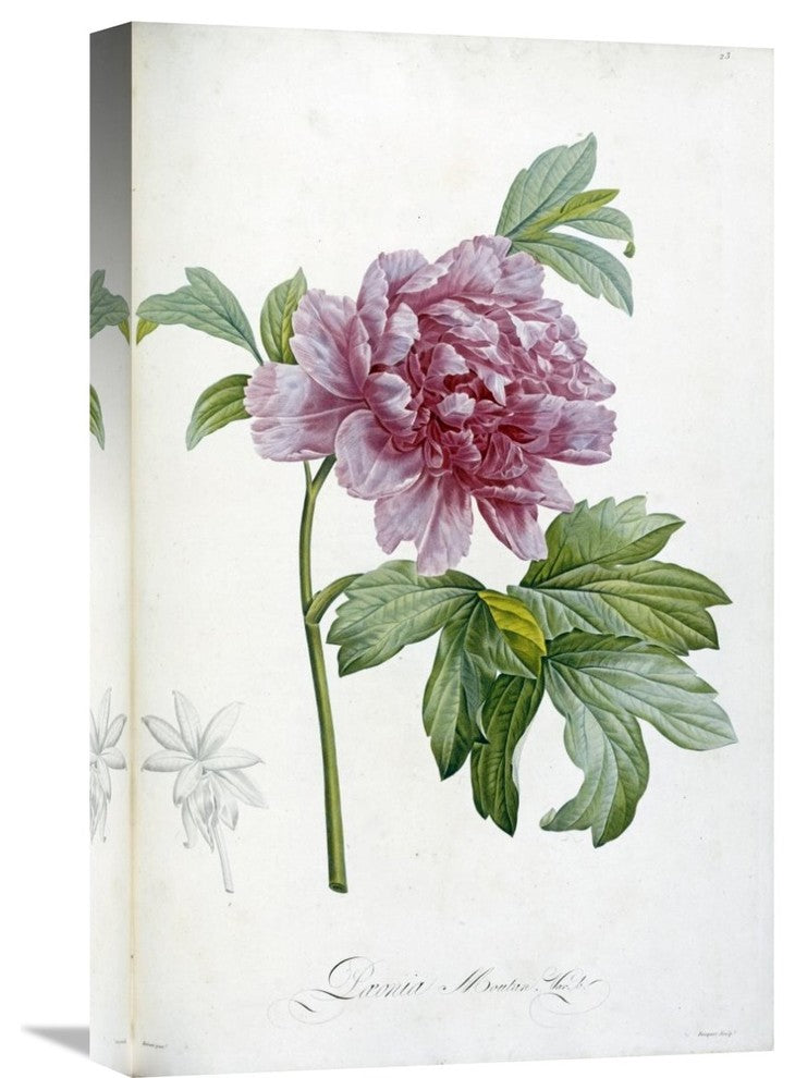 "Engraving of a Peony" Artwork, 14" x 22"