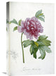 "Engraving of a Peony" Artwork, 14" x 22"