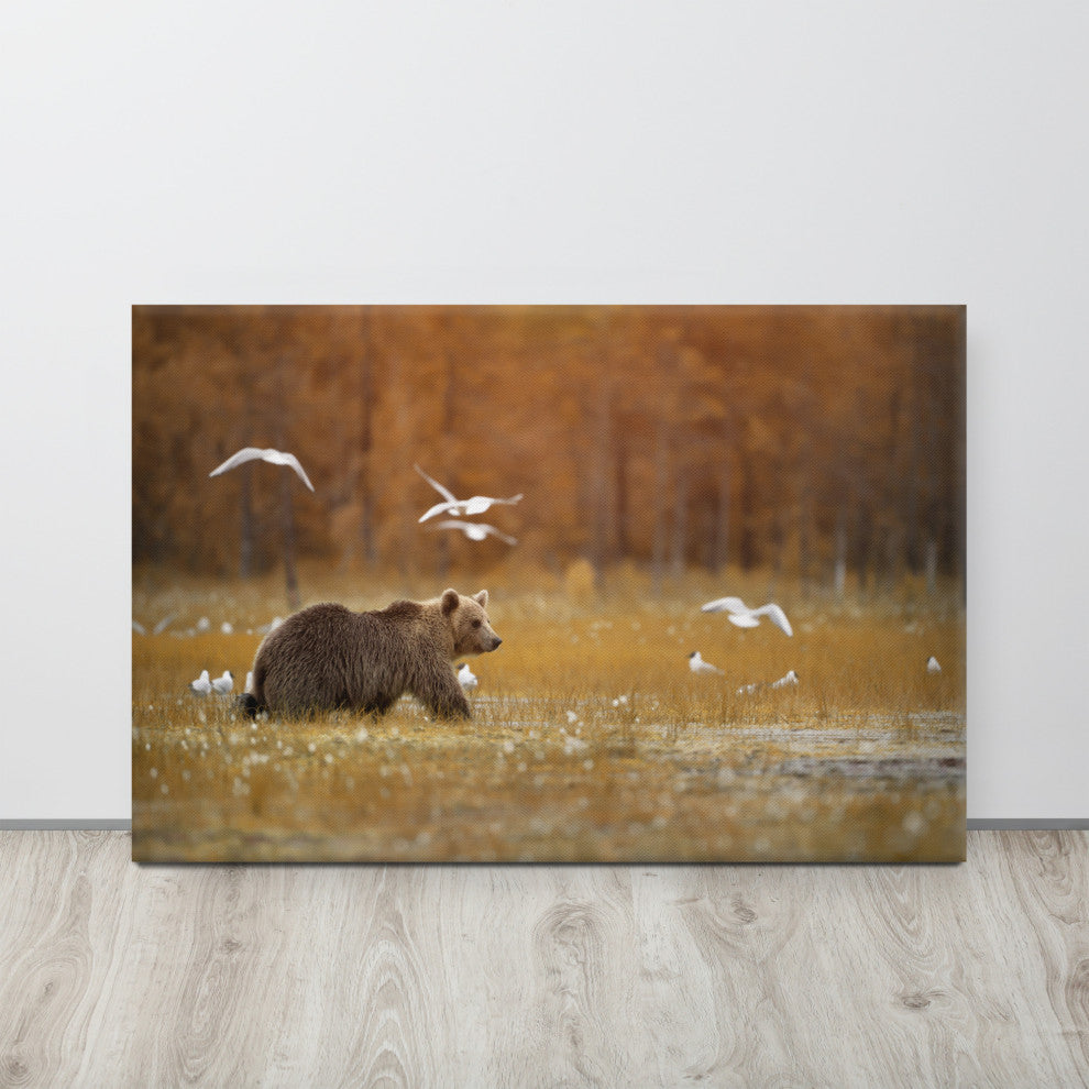 Brown Bear Crossing Marshlands Wildlife Landscape Photo Canvas Wall Art Print, 24" X 36"
