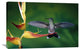 "Scaly-Breasted Hummingbird Near A Heliconia Flower, Costa Rica" Artwork