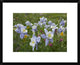 Colorado Blue Columbine Flowers, American Basin, Colorado, 22"x18"