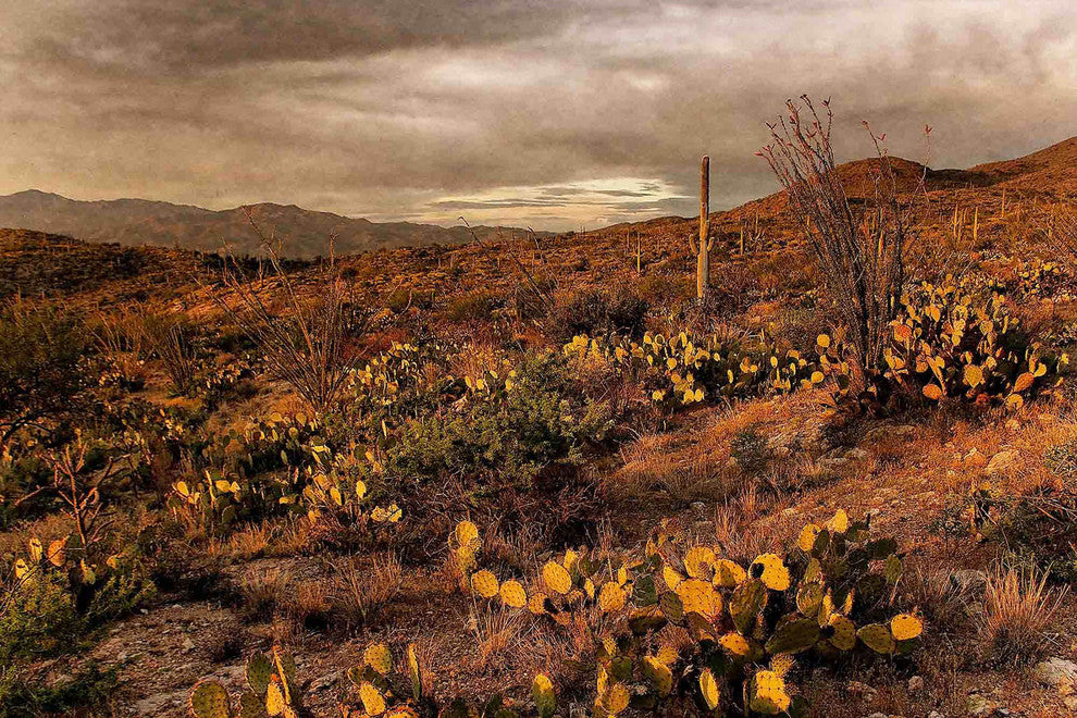 "Desert Sunset" Painting Print on Canvas by Robertson