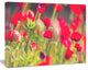 Red Poppies on Green Background, Large Flower Canvas Art Print, 40"x30"